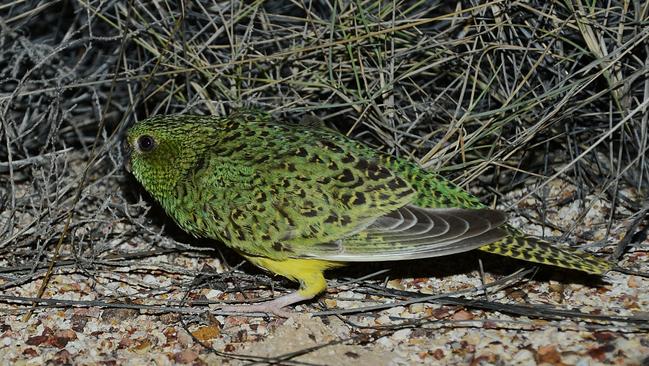Night parrots were thought to be extinct. Picture: AWC