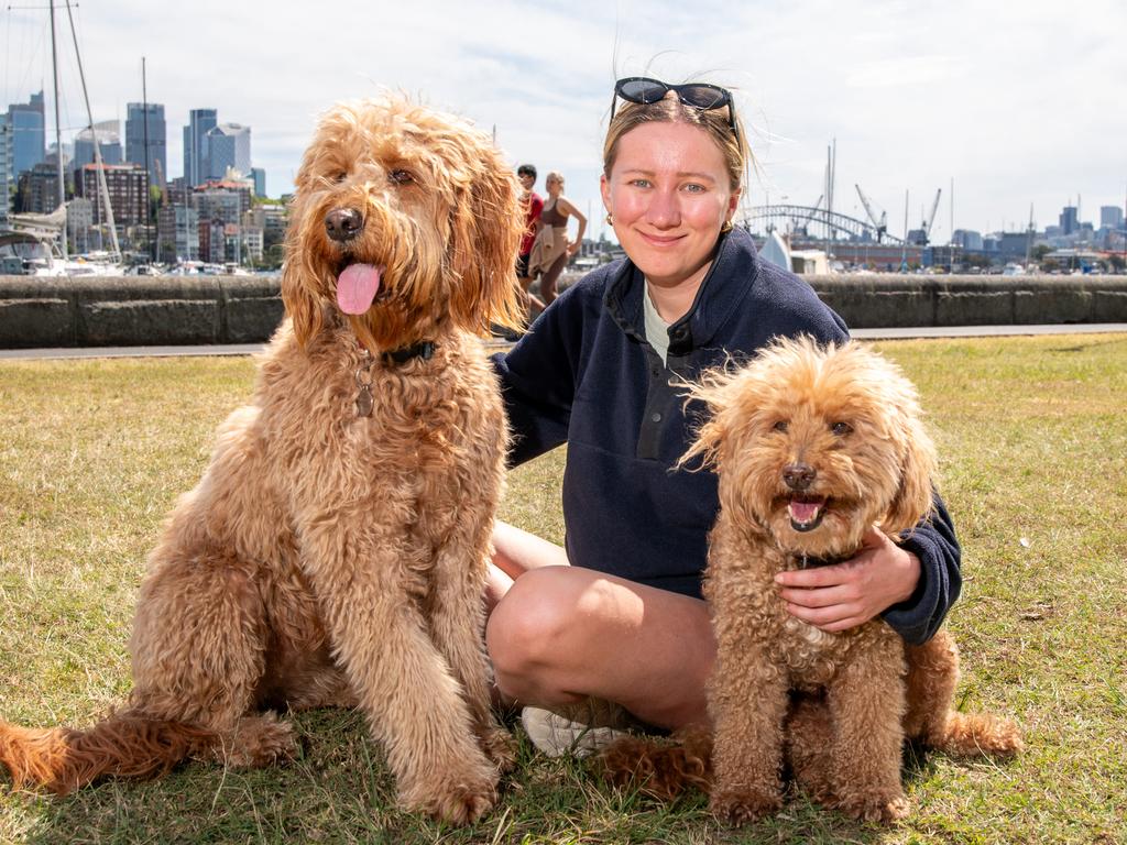 Bellevue Hill dog owner Emily Tapper walking 14-year-old labradoodle Waffles and groodle puppy Billie at Rushcutters Bay. Emily loves the idea of allowing dogs on flights, but admits it could be disruptive for other passengers if owners aren’t “mindful”. Picture: Thomas Lisson