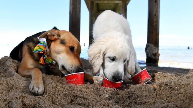 Sharpei shepherd cross Ned and golden retriever Charlie tuck into Copenhagen Doggie ice creams at Brighton Beach. Picture: Tricia Watkinson.