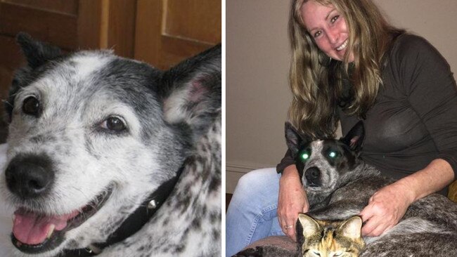 Karen Jaques’ 18-year-old cattle dog Lucy, left, and right with Billy.