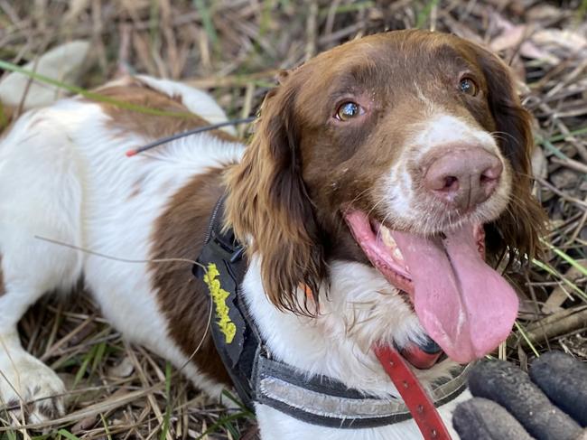 Koala Detection Dog Max is very happy at work finding koala scats.