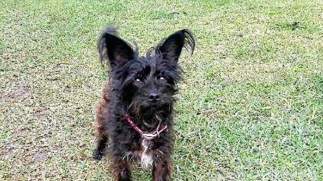 RIP: Kate Genders was calling for better action from Lismore City Council after her dog - poodle cross Jack Russell Luka was mauled to death by a neighbours dog in South Lismore in November. CONTRIBUTED. Picture: contributed