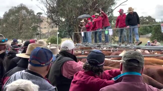 Cattle go under the hammer at Omeo