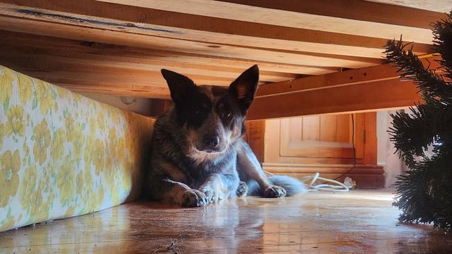 Molly the blue heeler hiding under a bed in her Currency Creek home. Picture: Supplied