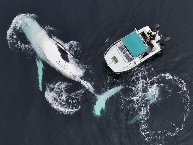 A stunning aerial shot taken from a drone of the humpback whale beside Craig’s boat taken on September 9, 2015 in Byron Bay, Australia. Photo Craig Parry/Getty
