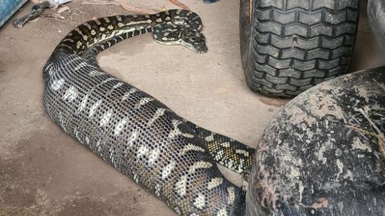 Sunshine Coast Snake Catchers also shared a photo of this monster snake. Picture: Facebook