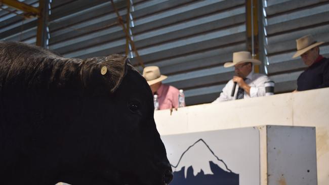Auctioneer Michael Glasser in action at the Alpine Angus and Welcome Swallow Angus autumn offering at Rosewhite.