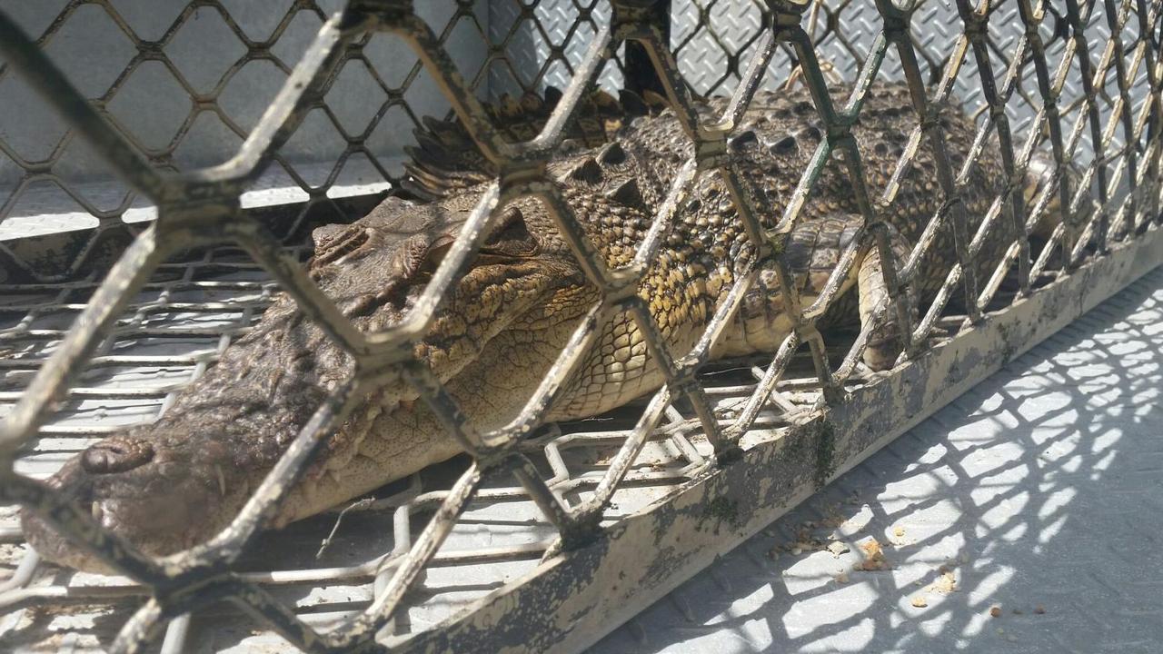 Crocodile caught in Port Douglas Wastewater Treatment overflow pond ...