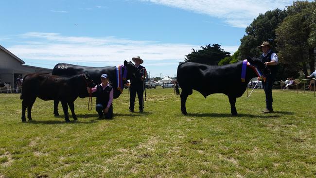 Circular Head Show 2015. The female is Quarter way Frannie F49, exhibited by the Hall family of Quarter way Angus. The bull is Valley Hill Kevin K01, exhibited by the Mitchell family of Valley Hill Angus