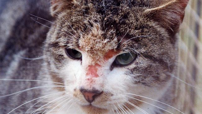 A wild feral cat trapped in a cage at Belair National Park by Adelaide University researchers.