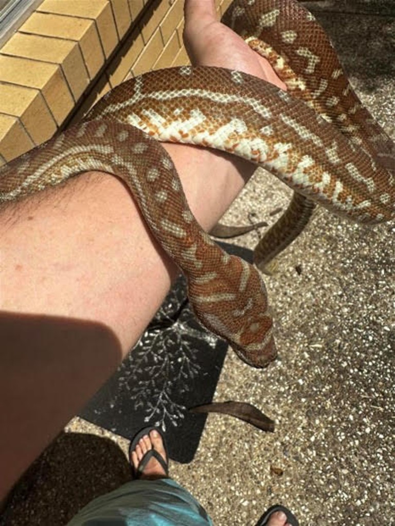 One of the three Bredli pythons taken from a Gold Coast home.