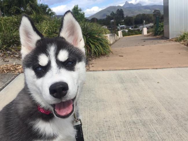 Tinika Mitchell’s furbaby Alaska. She said it was hard to choose a favourite photo of her as there were so many photos of her being cute. She is “super smart and has the best personality for a 12 week old puppy”.