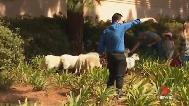 Nick Xenophon forced to round up sheep following protest