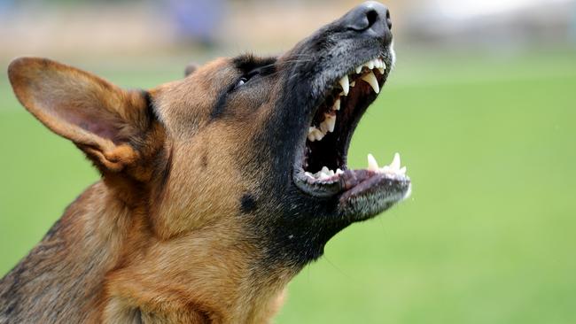 Dog attacks are on the rise. Picture: Supplied