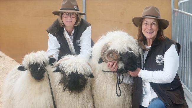 Diane Kilduff and Jane Lauber with Valais Blacknose sheep.