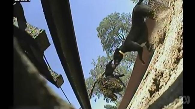 A hidden camera captures a live piglet being used to ‘blood’ a greyhound. Picture: ABC