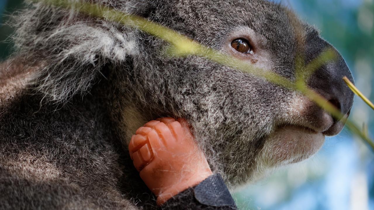 Friends of the Koala's resident male koala Triumph, recently received the world's first koala prothesis.