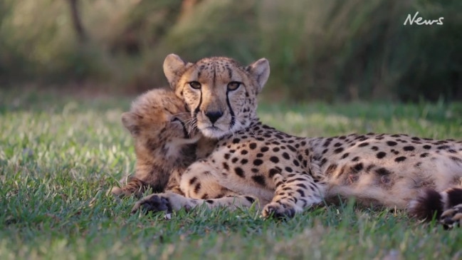 Aussie Cheetah in Africa