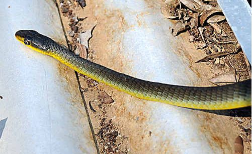 This snake chased Gympie Muster workers out of a tank they were cleaning on the site.