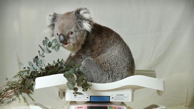 Koala Arizaan is the survivor of a hit-run at Woodside. Adelaide Koala rescue has been nursing him back to good health. Picture: Tait Schmaal