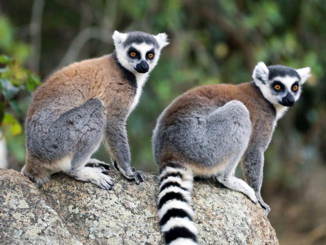 A pair of Ring-Tailed Lemurs (Lemur catta) perched on a rock in the Isalo National Park in Madagascar.Photo - istockESCAPE 1 May 2022domestic cruises