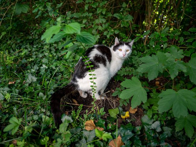 The row was allegedly sparked by a cat having ‘a crap’ in the bushes. Picture: iStock.