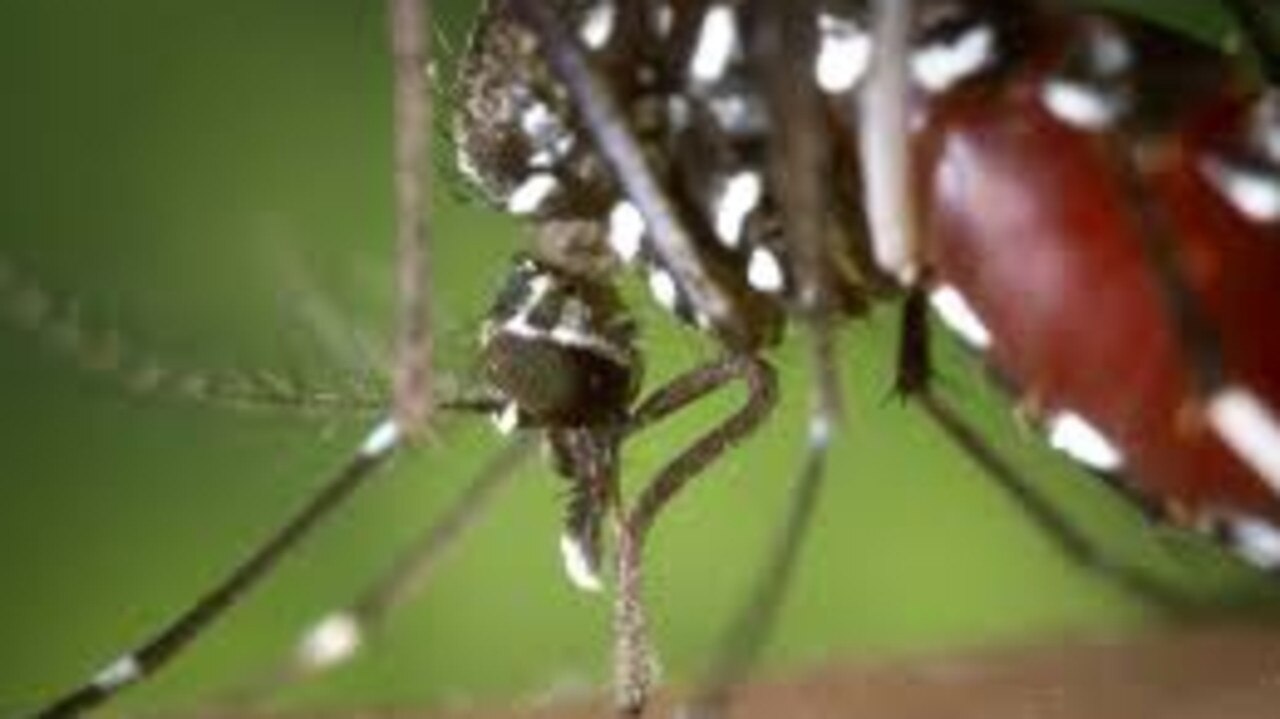 Mosquito-borne diseases are common across Australia and the Asia-Pacific. Picture: CSRIO