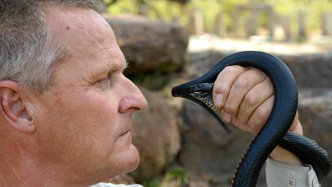 Snake Catchers Adelaide owner Rolly Burrell with a pregnant red-bellied black snake. Picture: Dave Cronin