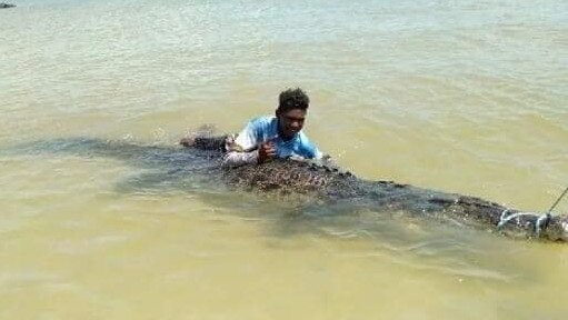 Harry De Santis Yunupingu with the whopping 5.3m croc he caught with his father on the Tiwi Islands. Picture: Supplied