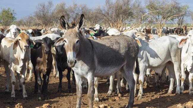 Newcastle Waters Station keeps a donkey in some paddocks to protect the herd. Picture: Floss Adams.