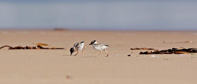 Hooded plover chicks. PICTURE: Glenn Ehmke