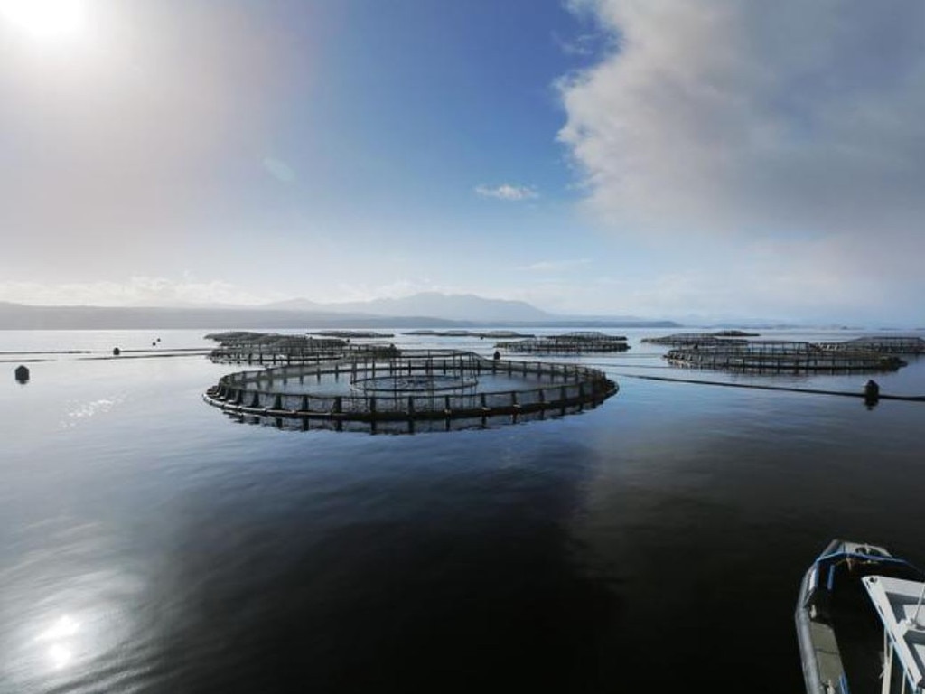 Scientists, politicians and leaders are divided over how best to protect the Maugean skate while protecting the hundreds of jobs connected to the salmon farming industry. Picture: Matthew Farrell