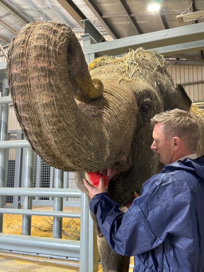 Burma the Elephant settles in with Auckland Zoo elephant team leader Andrew Coers by her side. Picture: ZoosSA