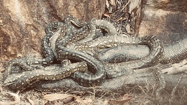 A breeding ball of pythons at Wauchope, photographed in October 2023. Picture: Kayle Wilson.