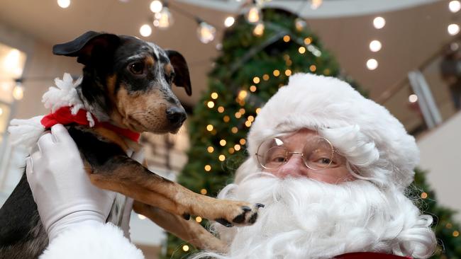 Alfie the kelpie-cross-dachshund gets a lift up from Santa at Westfield Doncaster. Picture: Mark Dadswell.