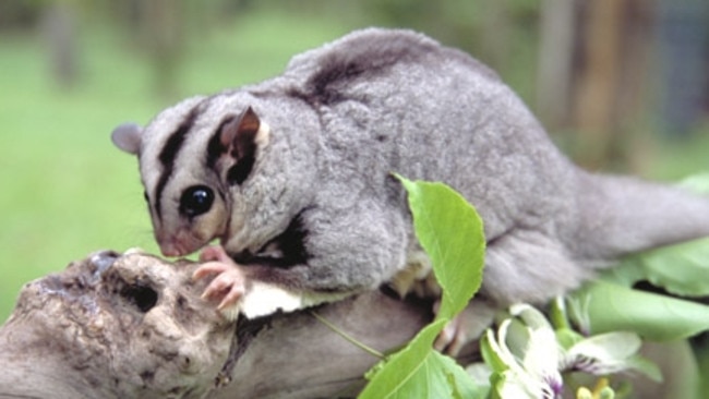 Australia's 20 most endangered mammals and how you can save them | KidsNews