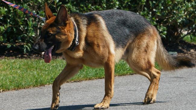 Resident White House canine Commander is back in the doghouse after the Biden family pet bit another Secret Service agent. Picture: Mandel Ngan/AFP