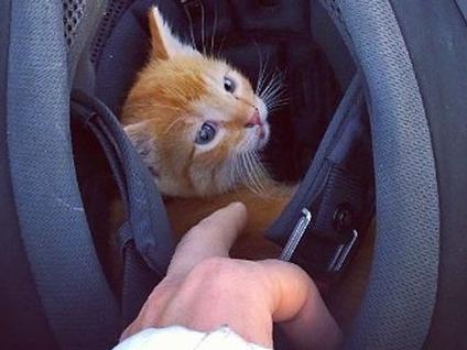 22102015Kitten