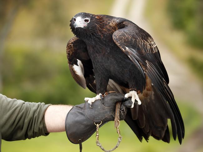 A Tasmanian wedge-tailed eagle. Picture: Sam Ruttyn