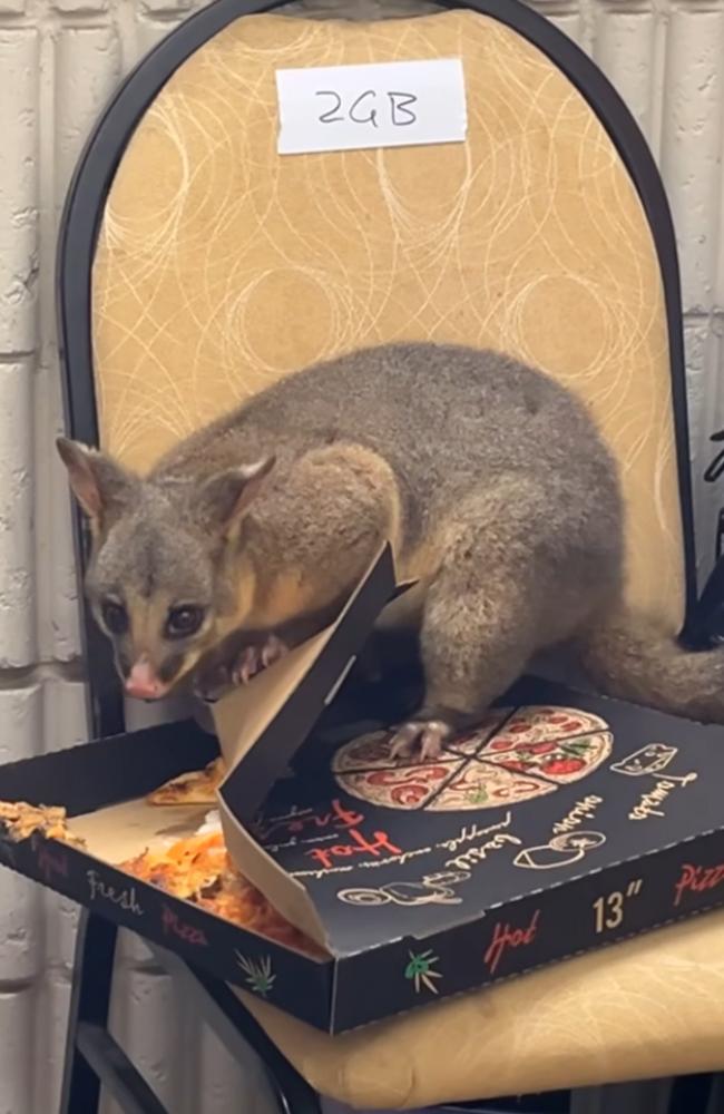 A possum raiding the pizzas in the 2GB box at Leichhardt Oval on Saturday night.