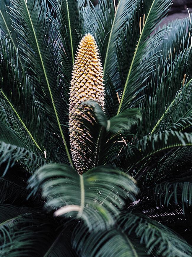 Cycad seed cone