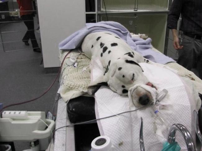 A dalmatian using a ventilator. Source: Gold Coast Animal Emergency Service