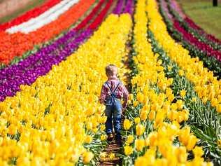 The Tesselaar Tulip Festival is on every spring in Silvan, Victoria. Picture: Contributed