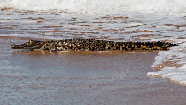 Secrets of surfing crocodiles revealed