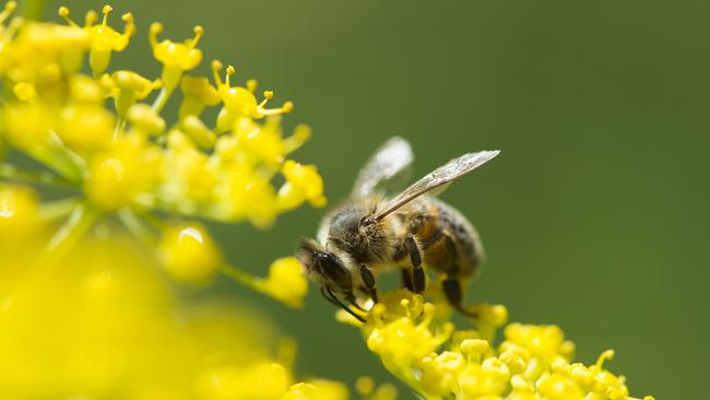 A bee collecting pollen on fennel flowers. Picture: Zoe Phillips