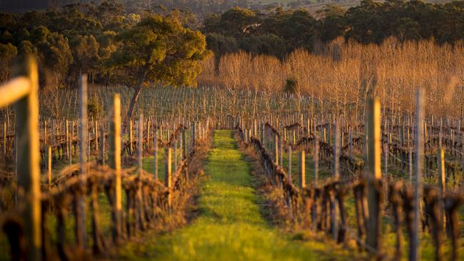 The Wines for Joanie Farm, Vineyard & Cellar Door is located just 35 mins from Launceston in the beautiful Tamar Valley.LauncestonPhoto: Rob BurnettTourism TasmaniaESCAPE 15 January 2023Destination LauncestonESCAPE USE ONLY