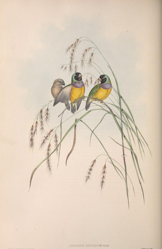 ‘Gould pushed hard for conservation of Australia’s unique wildlife’ … Elizabeth’s drawing of the Gouldian finch.