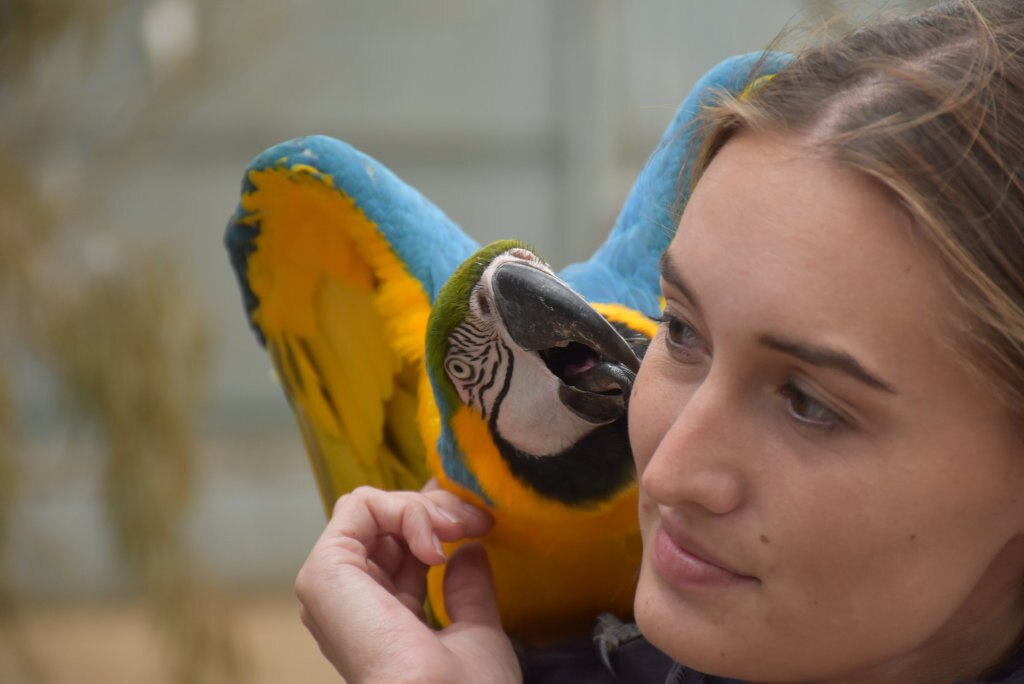Getting up close with the birds at Maleny Botanic Gardens and Bird World. Picture: Mark Furler