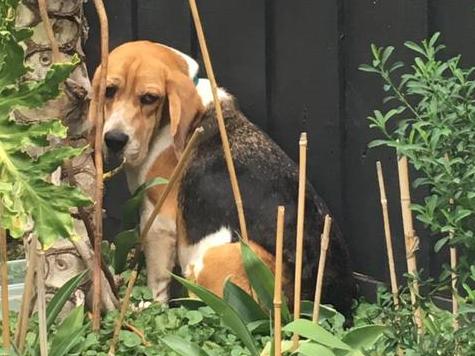 ** PLEASE DO NOT USE. FOR COURIER MAIL STORY ONLY SEPT-OCT 2023**Baxter the beagle cowering in the corner of a backyard in fear during his rehoming, after being released from an unnamed research institution in Queensland. Picture: Supplied ** DO NOT USE. FOR COURIER MAIL STORY ONLY. **