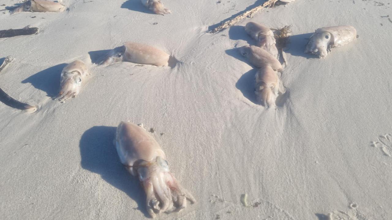 Fisherman and Tumby Bay local Samuel Kensworthy spotted dead cuttlefish spotted on Tumby Bay over the weekend. Picture: Supplied